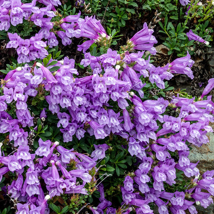 Shrubby Penstemon