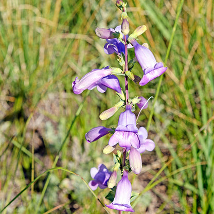 Shrubby Penstemon