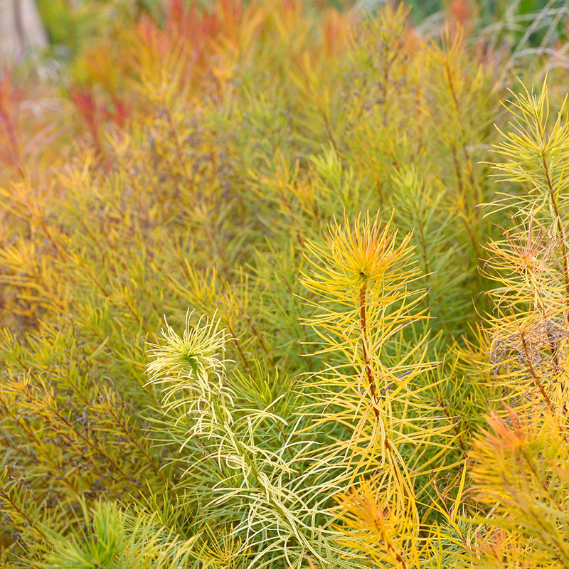Butterscotch™ Bluestar (Amsonia)