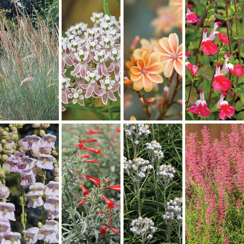California Perennial Collection