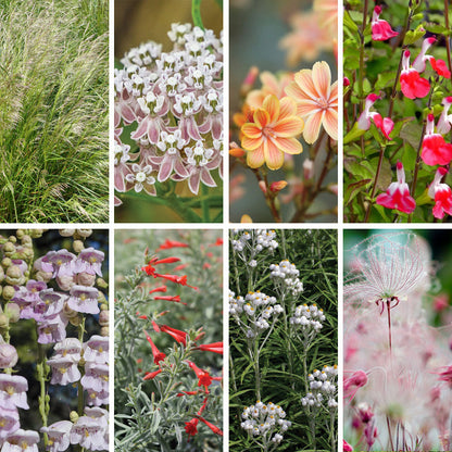 California Perennial Collection