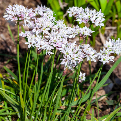 Cameleon Allium