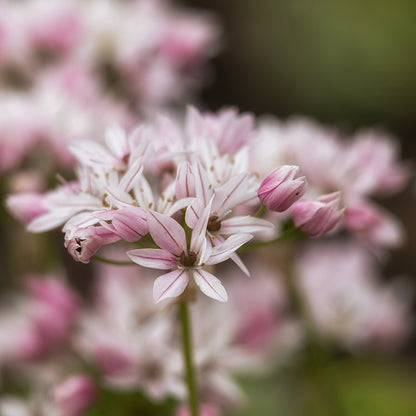 Cameleon Allium