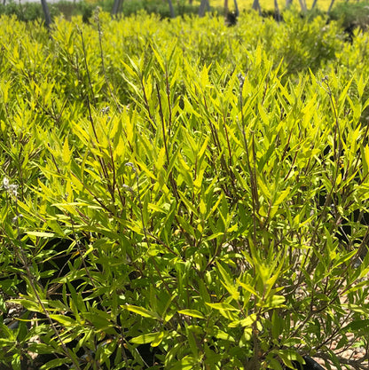 Blueberry Lemonade Caryopteris