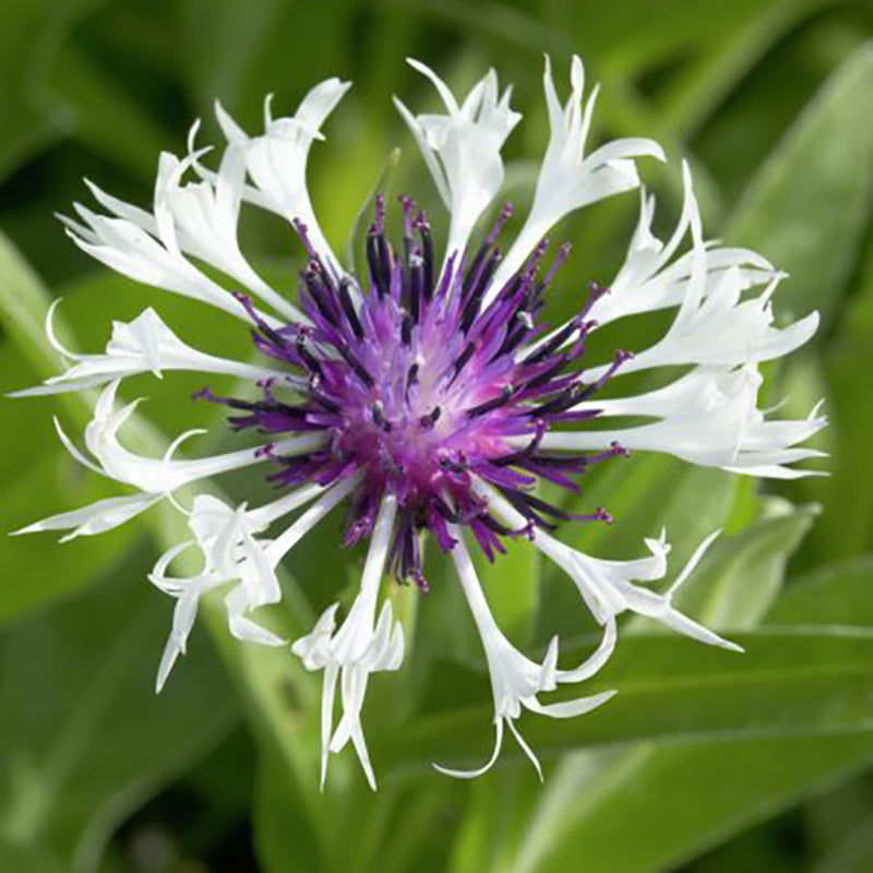 Amethyst in Snow Centaurea
