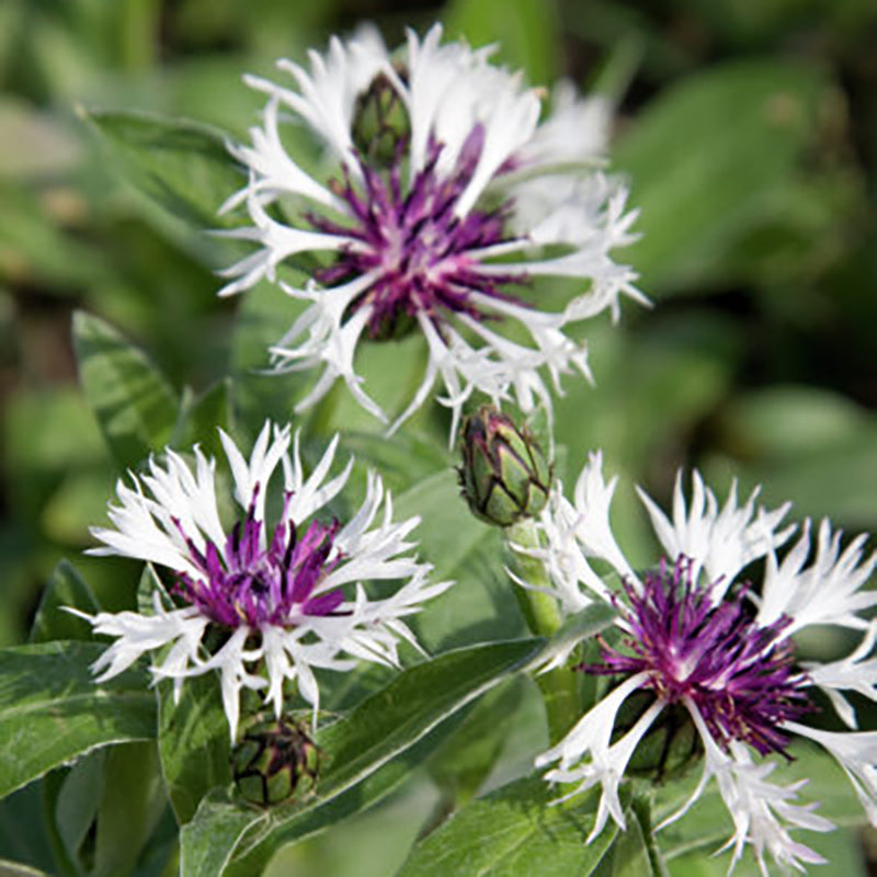 Amethyst in Snow Centaurea