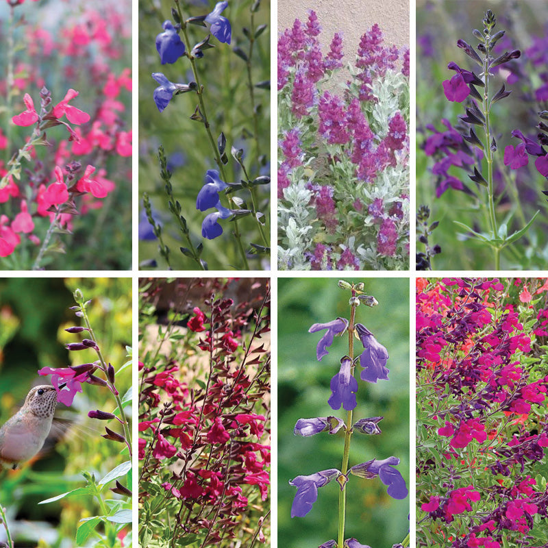Cold Hardy Rainbow Salvia Collection