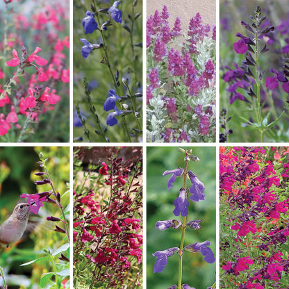 Cold Hardy Rainbow Salvia Collection