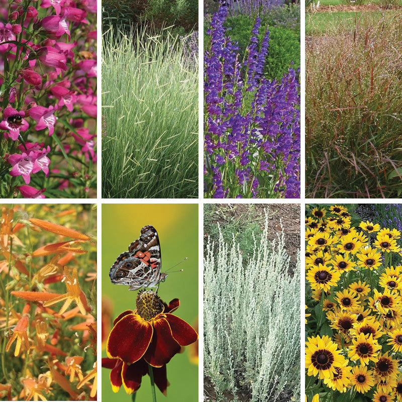 Colorado Perennial Collection