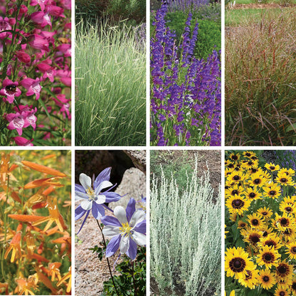 Colorado Perennial Collection