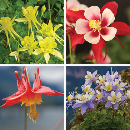Columbine Collection