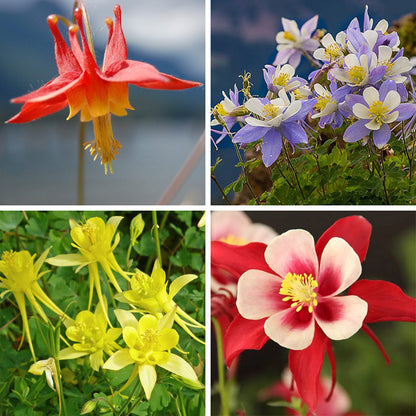 Columbine Collection