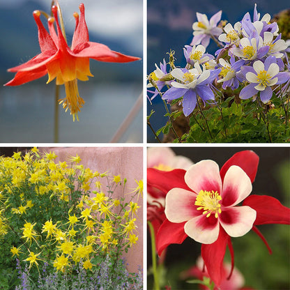 Columbine Collection