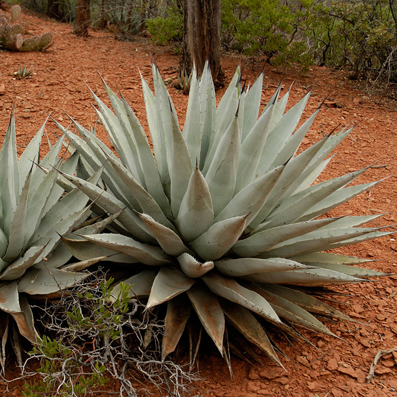Coues Century Plant, Agave parryi ssp. couesii
