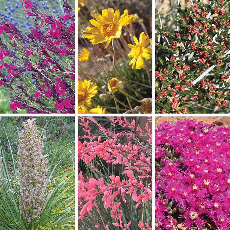 David's Dependable Desert Plant Collection