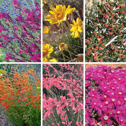 David's Dependable Desert Plant Collection