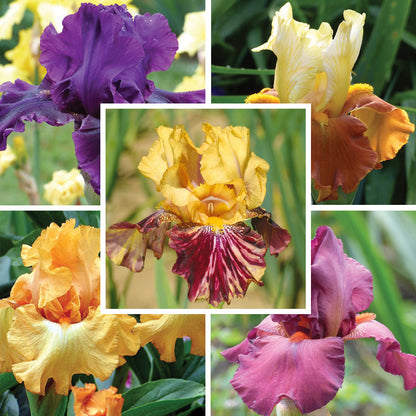 Desert Sky Bearded Iris Collection