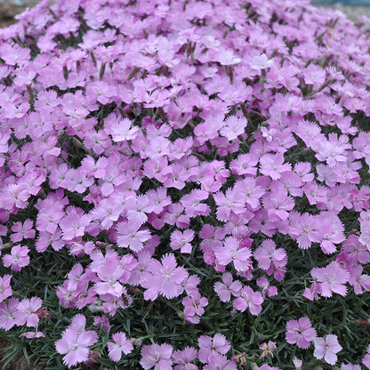 Bavarian Blue Dianthus