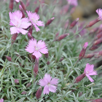 Bavarian Blue Dianthus