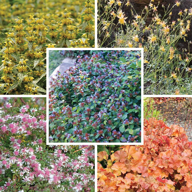 Dry Shade Pollinator Collection