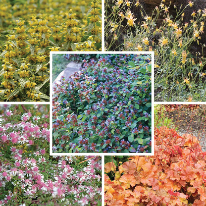 Dry Shade Pollinator Collection