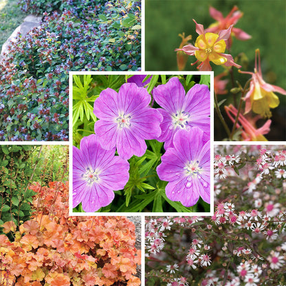 Dry Shade Pollinator Collection