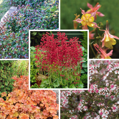 Dry Shade Pollinator Collection