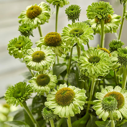 SunSeekers Apple Green® Echinacea
