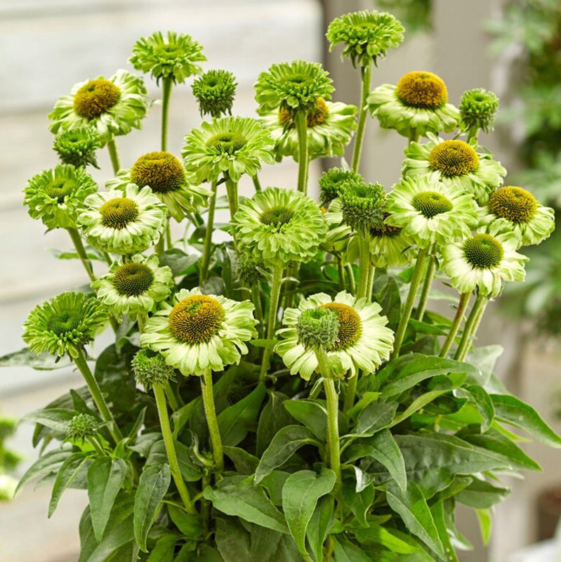 echinacea succulent Echinacea 'Sunseekers Apple Green'