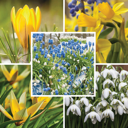 Early Spring Blooming Bulb Collection