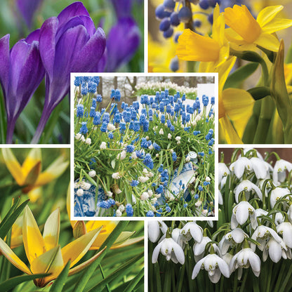Early Spring Blooming Bulb Collection