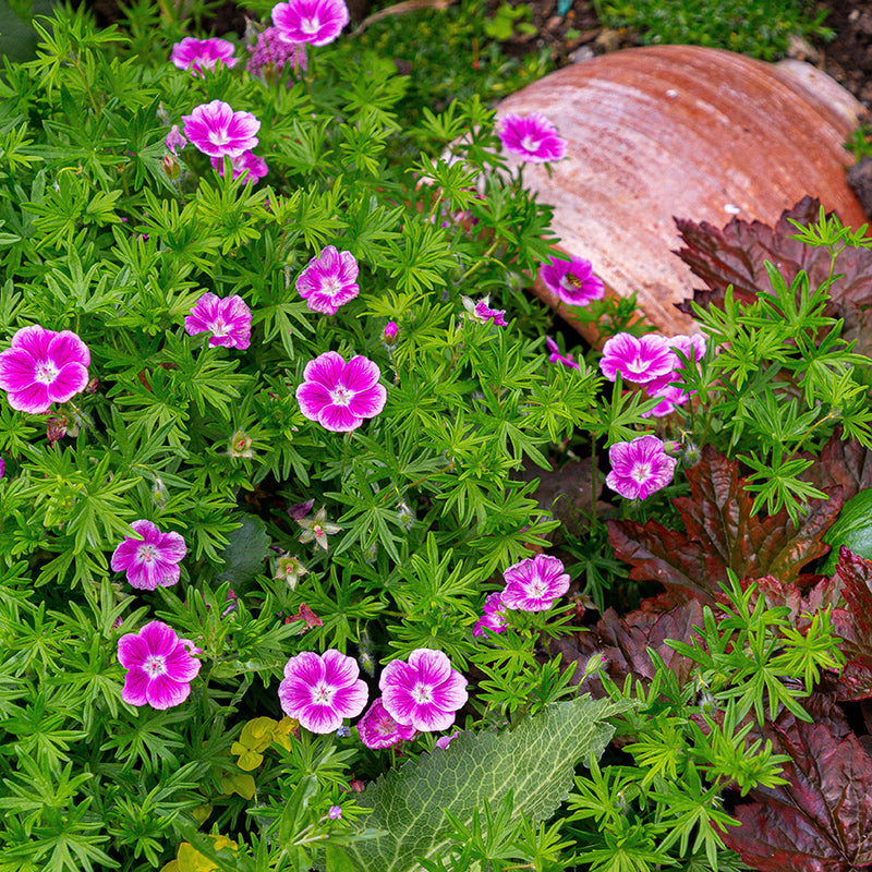 are geraniums succulents Elke Geranium