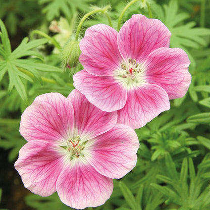 geranium elke seeds Elke Geranium
