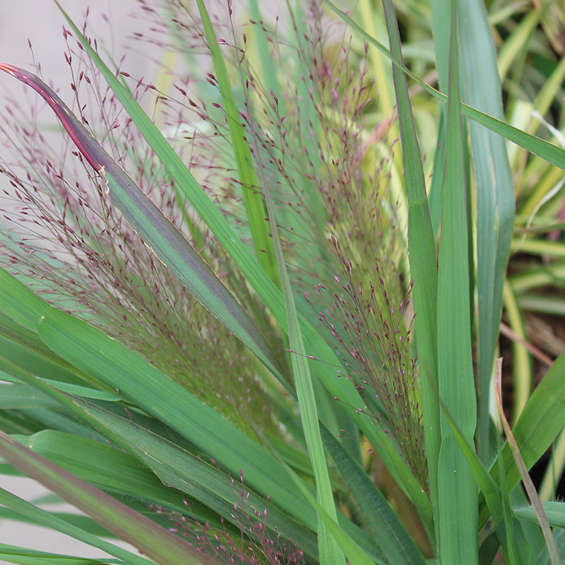 Eragrostis spectabilis (Purple Love Grass)