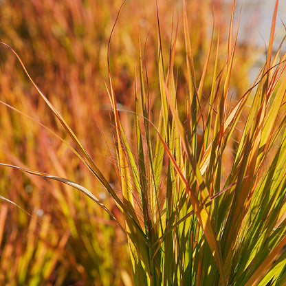 Eragrostis spectabilis (Purple Love Grass), fall foliage