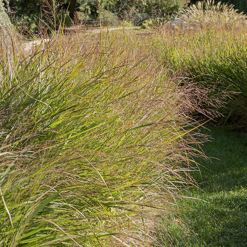 Eragrostis spectabilis (Purple Love Grass)