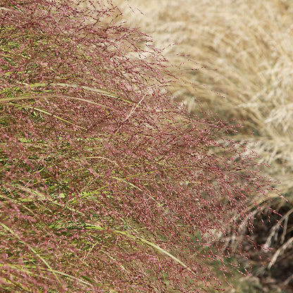 Eragrostis spectabilis (Purple Love Grass)