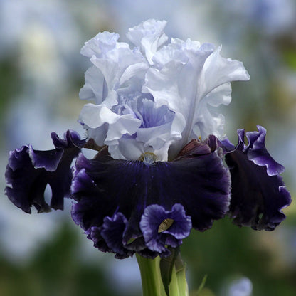Feel the Thunder Bearded Iris, Image Courtesy of Schreiner's Gardens