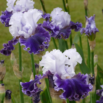 Feel the Thunder Bearded Iris, Image Courtesy of Schreiner's Gardens