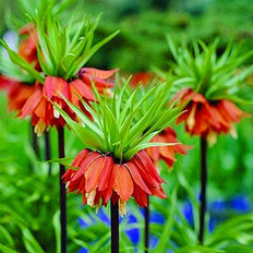 Fritillaria Flower Bulbs