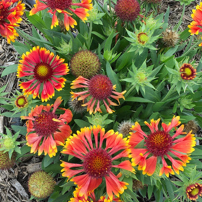 SpinTop™ Mariachi Copper Sun Gaillardia, Photo courtesy of Penn State University, www.agsci.psu.edu