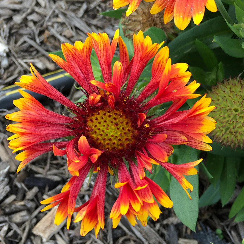 SpinTop™ Mariachi Copper Sun Gaillardia, Photo courtesy of Penn State University, www.agsci.psu.edu