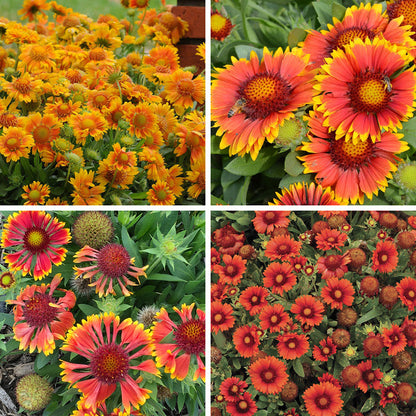 Gaillardia Collection (Blanket Flower)
