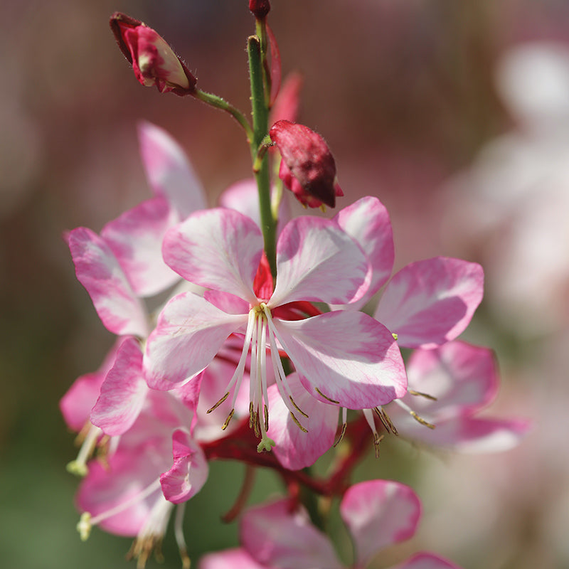Gauriella™ Bicolor Gaura, Photo courtesy of PAC Elsner / Westhoff - www.pac-elsner.com / www.westflowers.de