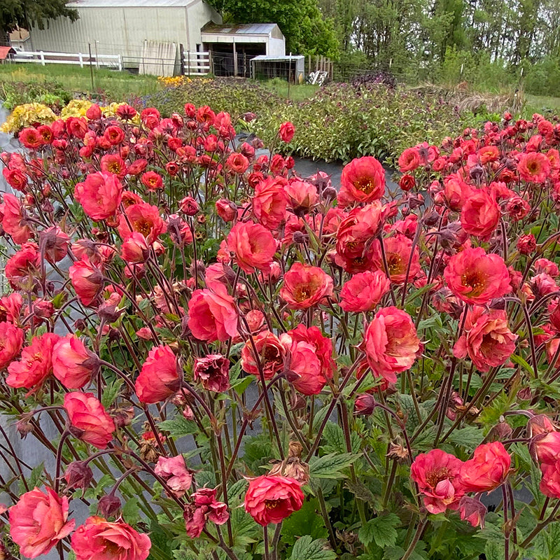 TEMPO™ Coral Geum, Photo(s) courtesy of TERRA NOVA® Nurseries, Inc.