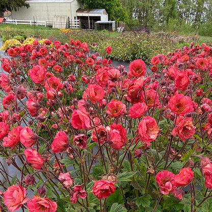 TEMPO™ Coral Geum, Photo(s) courtesy of TERRA NOVA® Nurseries, Inc.