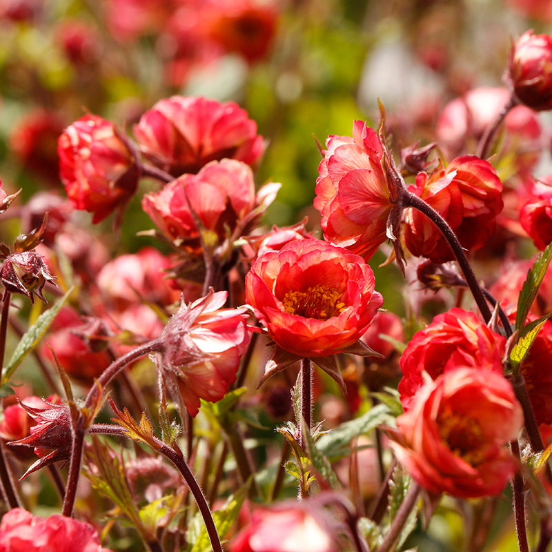 TEMPO™ Coral Geum, Photo(s) courtesy of TERRA NOVA® Nurseries, Inc.
