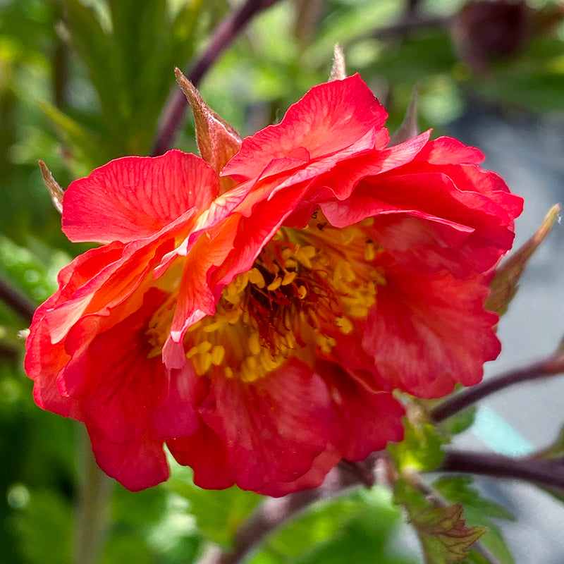 TEMPO™ Coral Geum, Photo(s) courtesy of TERRA NOVA® Nurseries, Inc.