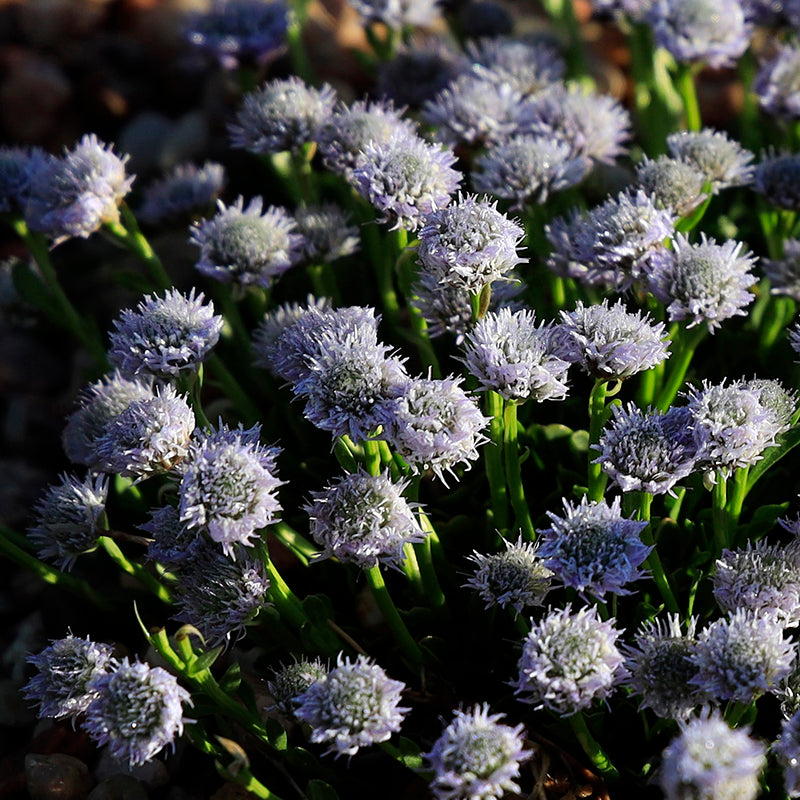 Tiny Dancer™ Dwarf Globeflower