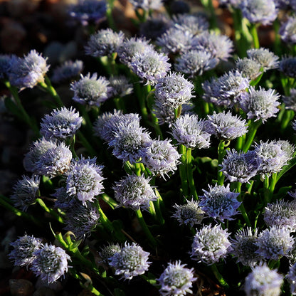 Tiny Dancer™ Dwarf Globeflower